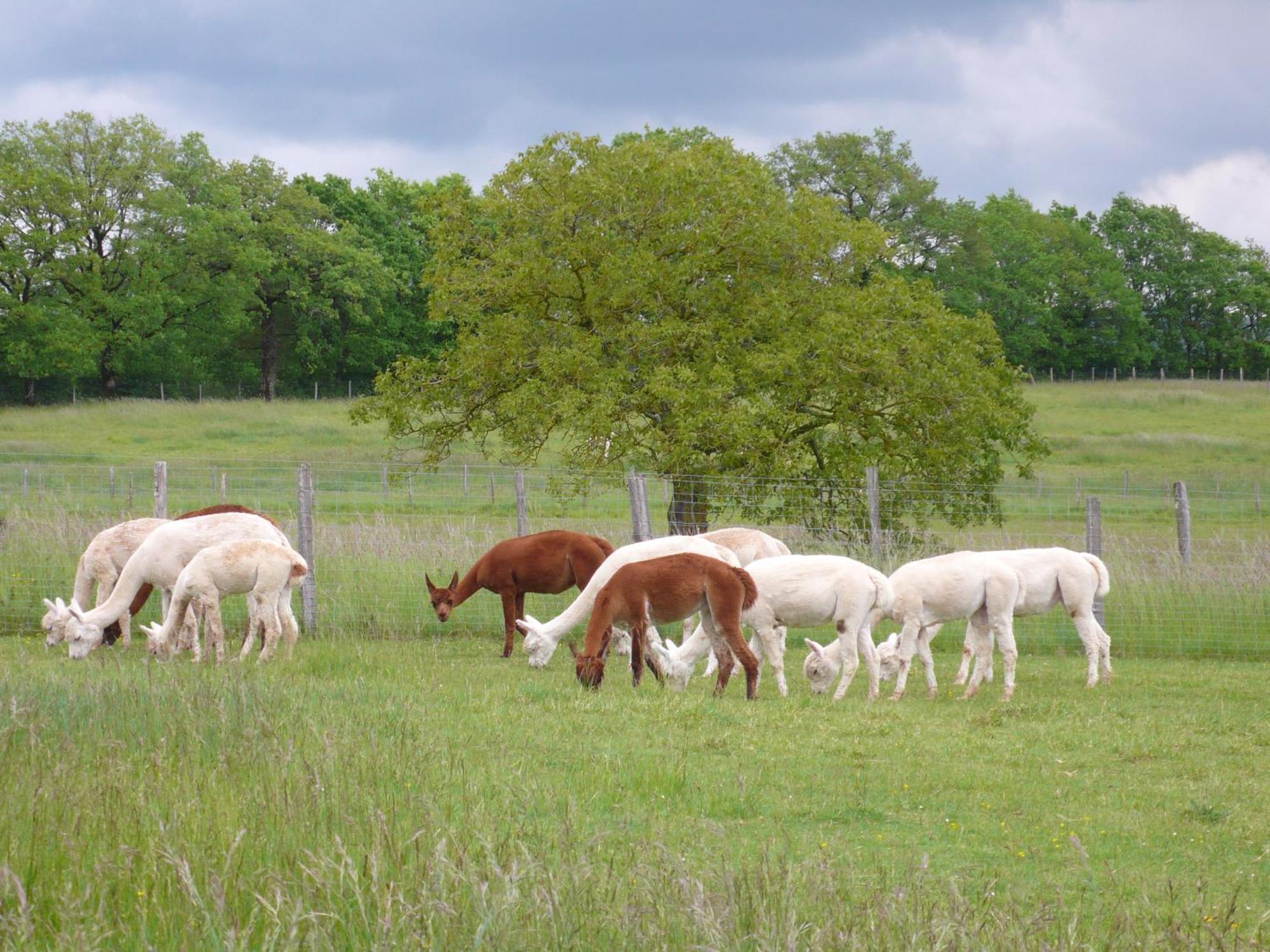 Vila Alpagas Du Quercy Frayssinet Exteriér fotografie